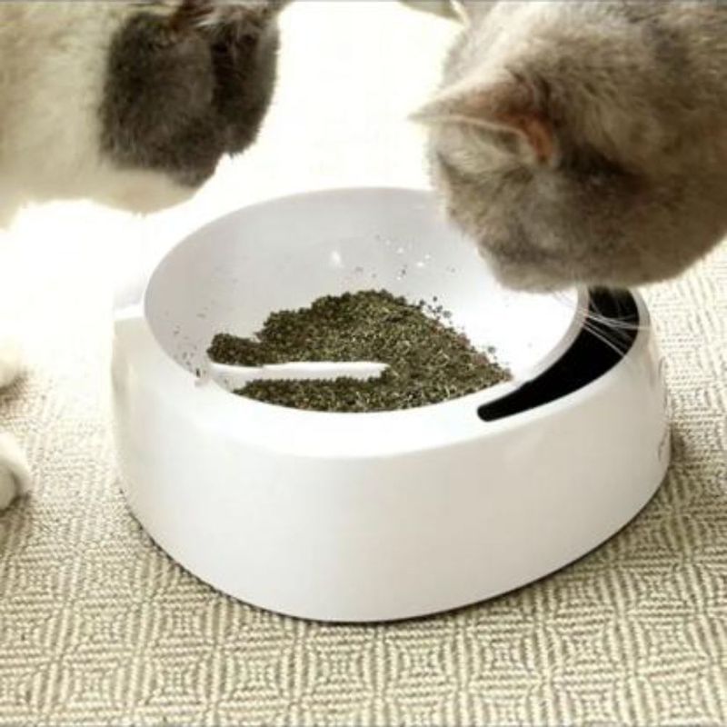 cat-nip