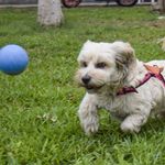 wicked-ball-lila