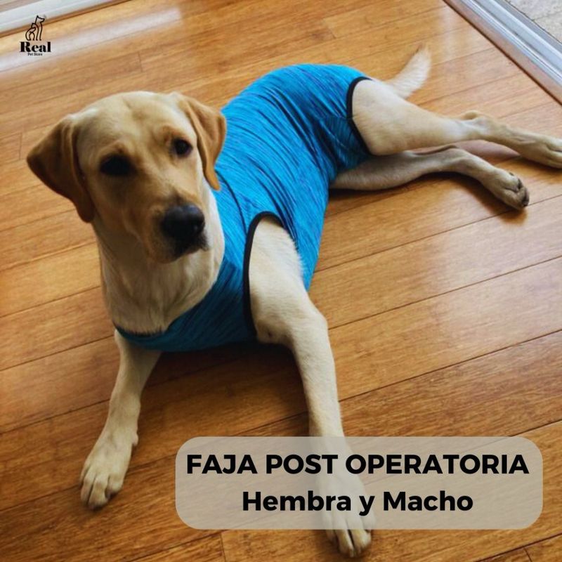 FAJA-PERROS-IMAGEN-2