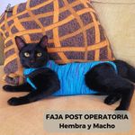 FOTO-2-FAJA-GATOS