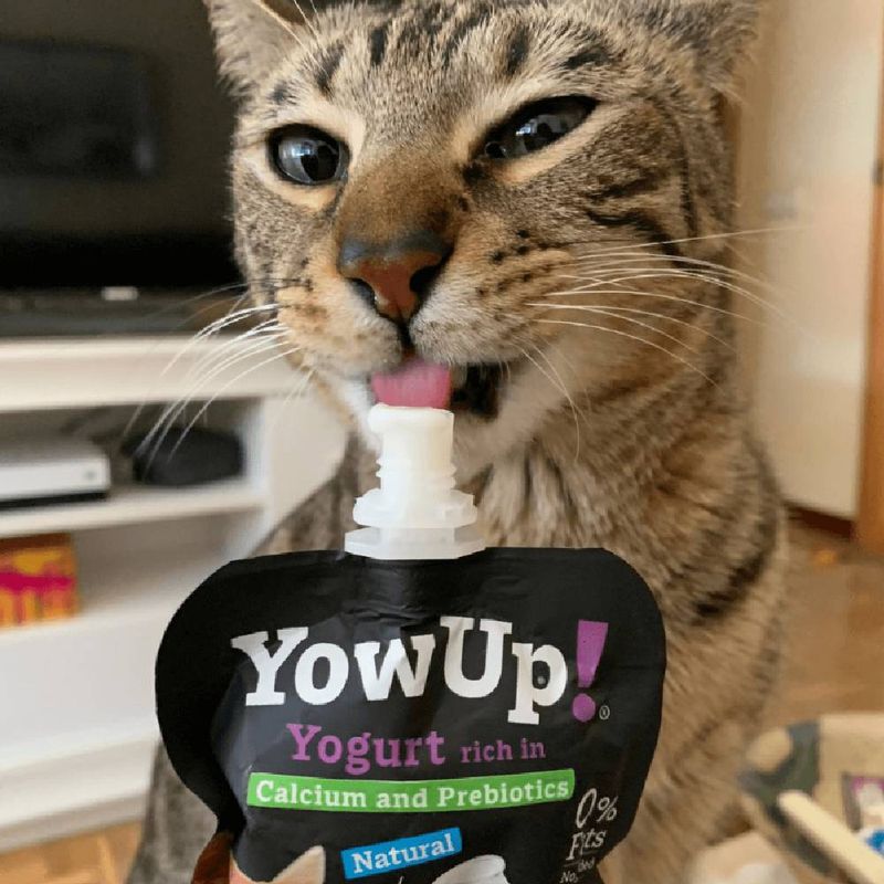 yowup-gatos-2