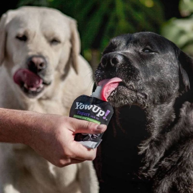 yowup-perros-2