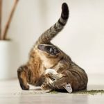 gato-frotandose-hierba